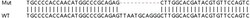 Abcam Human SUFU knockout HEK-293T cell lysate.