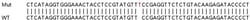 Abcam&nbsp;Human SMARCB1 (SNF5) knockout HEK-293T cell lysate.