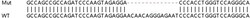 Abcam Human SLC27A4 (FATP4) knockout HEK-293T cell lysate.