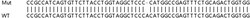 Abcam&nbsp;Human SESN2 (Sestrin-2) knockout HeLa cell lysate.