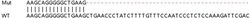 Abcam&nbsp;Human REC8 knockout A549 cell lysate.