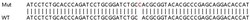 Abcam&nbsp;Human RARA (Retinoic Acid Receptor alpha) knockout HeLa cell lysate.