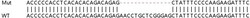 Abcam Human PSME1 knockout HEK-293T cell lysate.