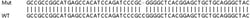 Abcam&nbsp;Human PRKAR2A (PKA R2/PKR2) knockout HeLa cell lysate.