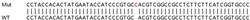 Abcam&nbsp;Human POU4F2 (BRN3B) knockout HEK-293T cell lysate.