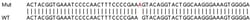 Abcam&nbsp;Human PNP (Nucleoside phosphorylase) knockout HEK-293T cell lysate.