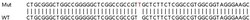 Abcam&nbsp;Human PGAM5 knockout HeLa cell lysate.