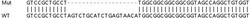 Abcam&nbsp;Human NDUFS3 knockout HEK-293T cell lysate.