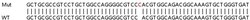 Abcam Human NDRG1 knockout HEK-293T cell lysate.