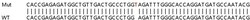 Abcam&nbsp;Human MPP5 (Pals1) knockout HeLa cell lysate.