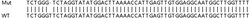 Abcam Human MAPK6 (ERK3) knockout HeLa cell lysate.