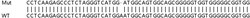 Abcam Human MAP3K11 (MLK3) knockout HeLa cell lysate.