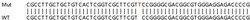 Abcam Human LMAN1 knockout HEK-293T cell lysate.