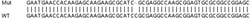 Abcam&nbsp;Human JMJD6 knockout HEK-293T cell lysate.