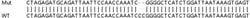 Abcam&nbsp;Human IRF1 knockout A549 cell lysate.