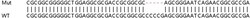 Abcam Human HNRNPAB knockout HEK-293T cell lysate.