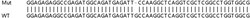 Abcam Human HINT1 knockout HeLa cell lysate.