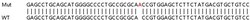 Abcam&nbsp;Human GSTK1 knockout HEK-293T cell lysate.