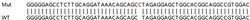 Abcam Human GSS (Glutathione Synthetase) knockout HEK-293T cell lysate.