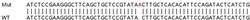 Abcam&nbsp;Human GPC4 (Glypican 4) knockout HEK-293T cell lysate.