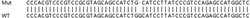 Abcam&nbsp;Human FERMT2 (Kindlin 2) knockout HeLa cell lysate.