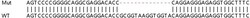 Abcam Human FCGRT (FCRN) knockout HEK-293T cell lysate.