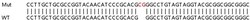 Abcam&nbsp;Human EMD (Emerin) knockout HEK-293T cell lysate.