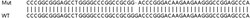Abcam Human DIAPH1 knockout HEK-293T cell lysate.