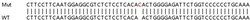 Abcam Human DAXX knockout HeLa cell lysate.