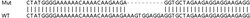 Abcam Human CBX1 (HP1 beta) knockout HEK-293T cell lysate.