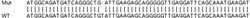 Abcam Human CASP7 (Caspase-7) knockout HeLa cell lysate.