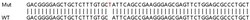 Abcam Human CAPN2 (Calpain 2) knockout HEK-293T cell lysate.