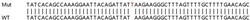 Abcam Human CACNA2D1 (Calcium channel L type DHPR alpha 2 subunit) knockout HeLa cell lysate.