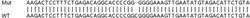 Abcam&nbsp;Human BIRC2 (cIAP1) knockout HeLa cell lysate.