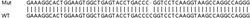 Abcam&nbsp;Human ATG3 knockout HEK-293T cell lysate.
