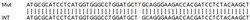 Abcam&nbsp;Human ARF1 knockout HeLa cell lysate.