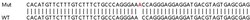 Abcam Human ANXA6 (Annexin-6) knockout HeLa cell lysate.
