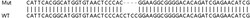 Abcam&nbsp;Human ACTN1 (alpha Actinin) knockout HeLa cell lysate.