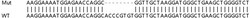Abcam Human PTTG1 (Securin) knockout HEK-293T cell lysate.