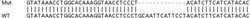 Abcam Human TOP2B (Topoisomerase II beta) knockout HEK-293T cell lysate.