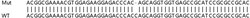 Abcam Human SLC9A3R1 (EBP50/NHERF-1) knockout HCT116 cell lysate.