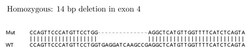 Abcam&nbsp;Human ITGA2 (CD49b) knockout HeLa cell lysate.