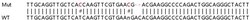 Abcam Human ABCC1 (MRP1) knockout HeLa cell lysate.