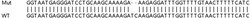 Abcam Human HNRNPA2B1 knockout HEK-293T cell lysate.