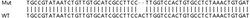 Abcam&nbsp;Human CTSL (Cathepsin L/MEP) knockout HEK-293T cell lysate.