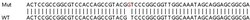 Abcam&nbsp;Human LRP5 knockout HEK-293T cell lysate.