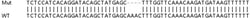 Abcam Human IDE (Insulin degrading enzyme) knockout HeLa cell lysate.