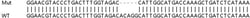 Abcam Human HSP90AB1 (Hsp90 beta) knockout HEK-293T cell lysate.