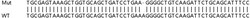 Abcam&nbsp;Human STAT2 knockout A549 cell lysate.