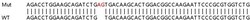 Abcam Human LOXL2 knockout HeLa cell lysate.